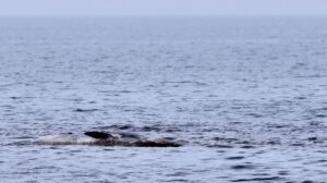 Ballena muerta en la costa de Buenos Aires