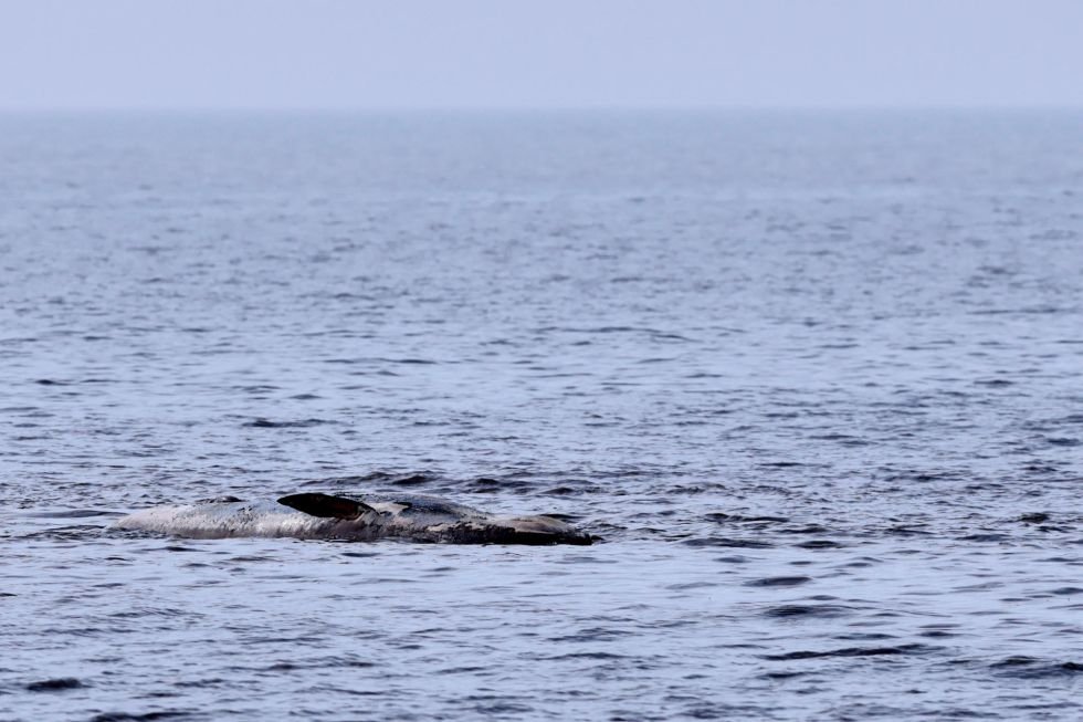 Ballena muerta en la costa de Buenos Aires