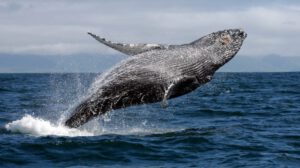 Día Mundial de las Ballenas y los Delfines