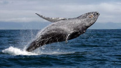 Día Mundial de las Ballenas y los Delfines
