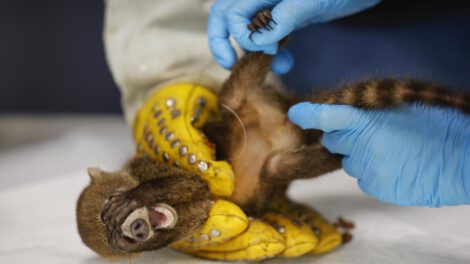 Rescate de animales en Panamá