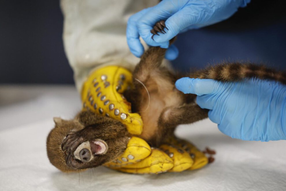 Rescate de animales en Panamá