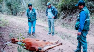 Muertes de ganado bovino por bacteria clostridium en Macharetí