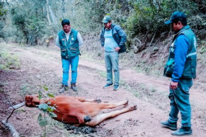 Muertes de ganado bovino por bacteria clostridium en Macharetí