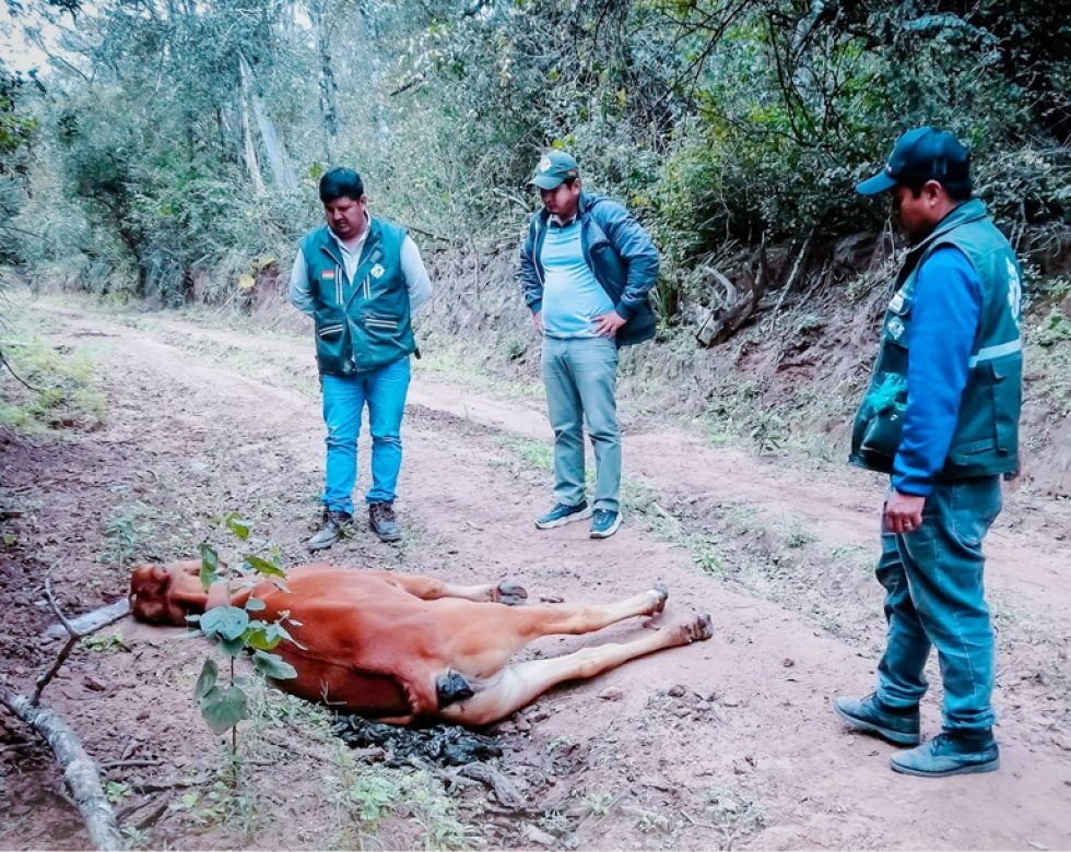 Muertes de ganado bovino por bacteria clostridium en Macharetí