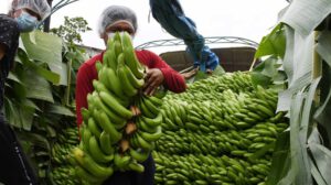 Bananeros del Trópico ingresan al mercado brasileño
