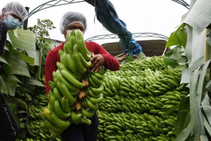 Bananeros del Trópico ingresan al mercado brasileño