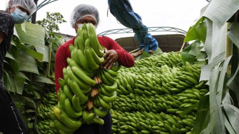 Bananeros del Trópico ingresan al mercado brasileño