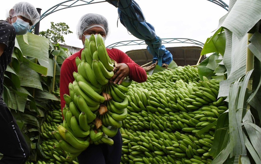 Bananeros del Trópico ingresan al mercado brasileño