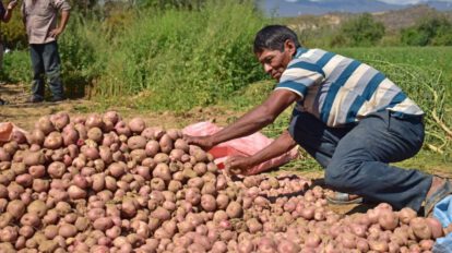 reducción de importaciones de papa en Bolivia