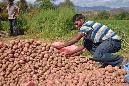 reducción de importaciones de papa en Bolivia