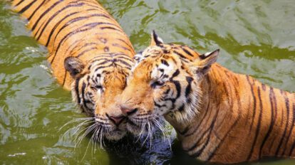 Día Internacional del Tigre: un recordatorio a las 3 subespecies extintas durante el siglo XX