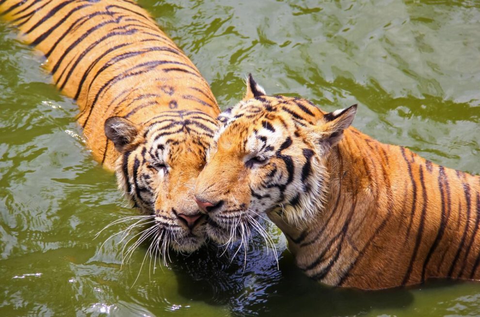 Día Internacional del Tigre: un recordatorio a las 3 subespecies extintas durante el siglo XX