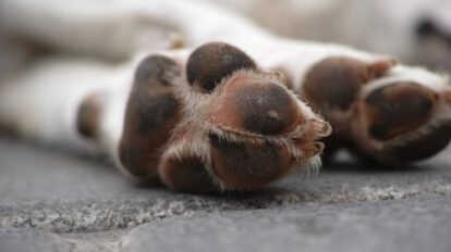 Imagen referencial de agresión sexual a perros en La Paz