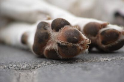 Imagen referencial de agresión sexual a perros en La Paz