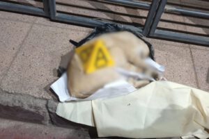 Gato muerto en encomienda enviada de Cochabamba a Oruro