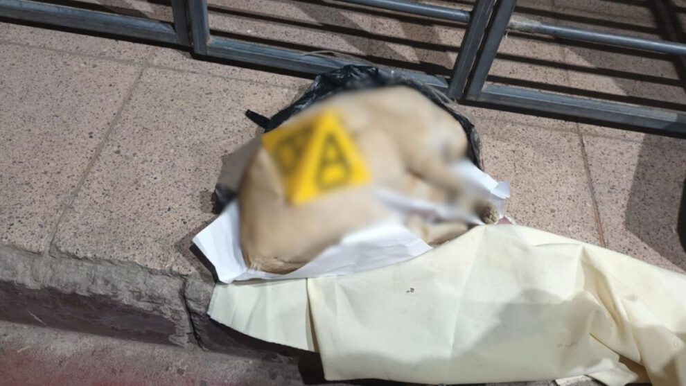 Gato muerto en encomienda enviada de Cochabamba a Oruro