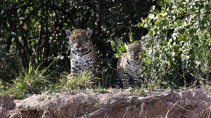 Yaguareté en el Chaco argentino