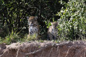 Yaguareté en el Chaco argentino