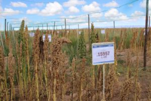 Programa de Granos Andinos para prevenir plagas y mejorar cultivos