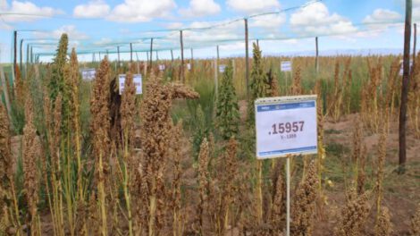 Programa de Granos Andinos para prevenir plagas y mejorar cultivos