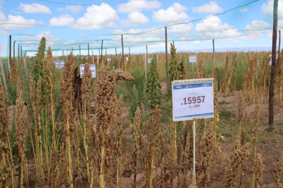 Programa de Granos Andinos para prevenir plagas y mejorar cultivos