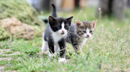 Día Internacional del Gato y su importancia en el bienestar animal