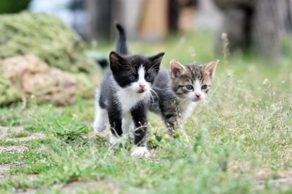 Día Internacional del Gato y su importancia en el bienestar animal
