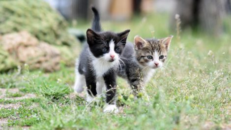 Día Internacional del Gato y su importancia en el bienestar animal