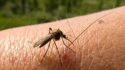 Aumento de dengue en Pando