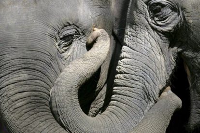 Día Mundial del Elefante y su importancia ecológica