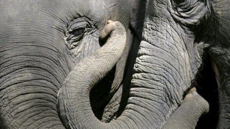 Día Mundial del Elefante y su importancia ecológica