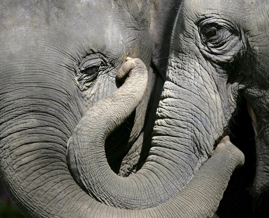 Día Mundial del Elefante y su importancia ecológica