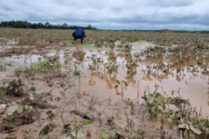 Crisis agrícola en el Beni por incendios e inundaciones