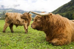 Restauración del suelo para mitigar el cambio climático