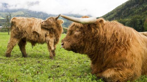 Restauración del suelo para mitigar el cambio climático