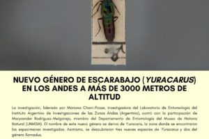 Nuevas especies de escarabajos descubiertas en los Andes