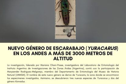 Nuevas especies de escarabajos descubiertas en los Andes