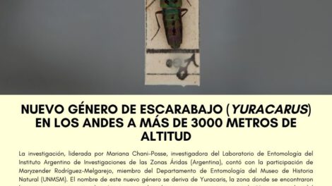 Nuevas especies de escarabajos descubiertas en los Andes