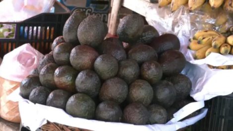 Controles ante palta peruana contaminada