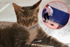 Indignación en México por estudiantes que matan a un gato con pirotecnia