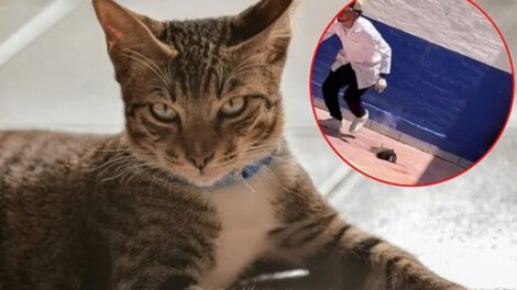 Indignación en México por estudiantes que matan a un gato con pirotecnia