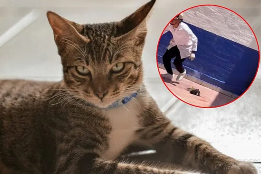 Indignación en México por estudiantes que matan a un gato con pirotecnia