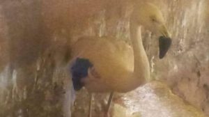 Rescate de animales silvestres en el Bioparque Andino