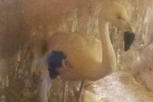 Rescate de animales silvestres en el Bioparque Andino