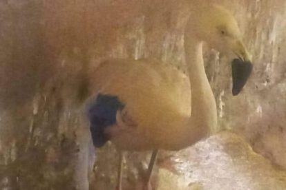 Rescate de animales silvestres en el Bioparque Andino