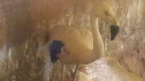 Rescate de animales silvestres en el Bioparque Andino