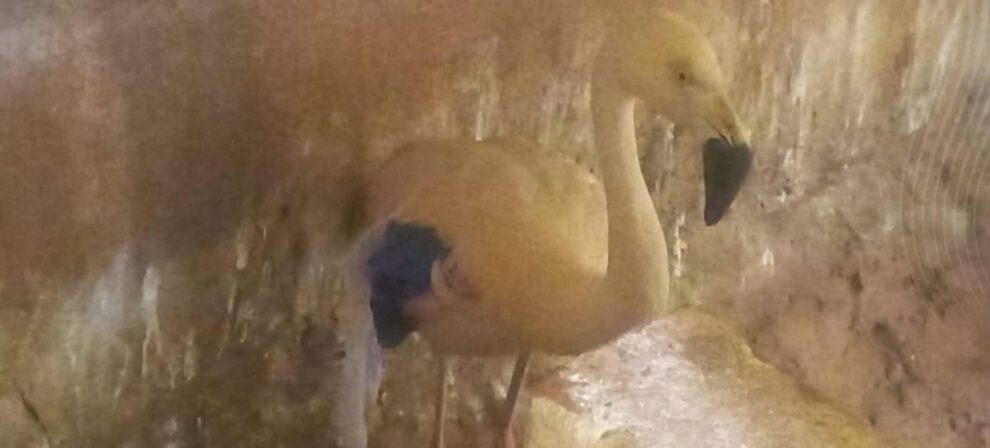 Rescate de animales silvestres en el Bioparque Andino