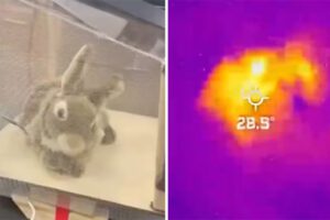 Conejos robóticos para combatir la invasión de pitones birmanas en Florida