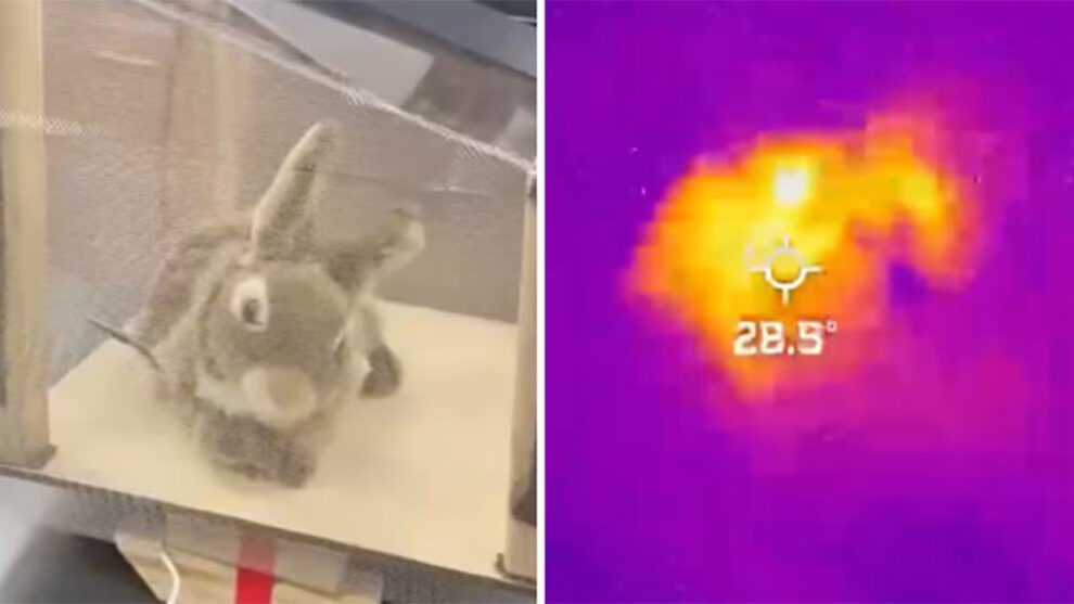 Conejos robóticos para combatir la invasión de pitones birmanas en Florida